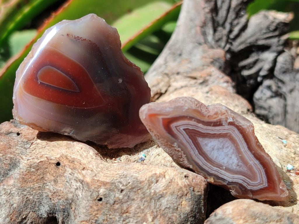 Polished One Side Red Shashe River Agate Nodules x 35 From Shashe River, Zimbabwe