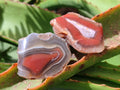 Polished One Side Red Shashe River Agate Nodules x 35 From Shashe River, Zimbabwe