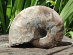 Polished Large Cleoniceras Ammonite Fossil x 1 From Tulear, Madagascar