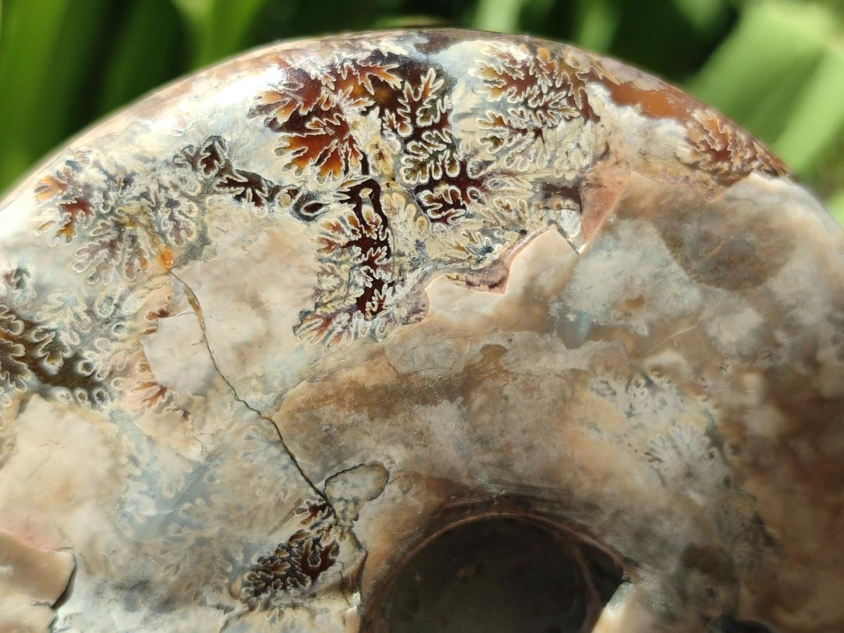 Polished Large Cleoniceras Ammonite Fossil x 1 From Tulear, Madagascar
