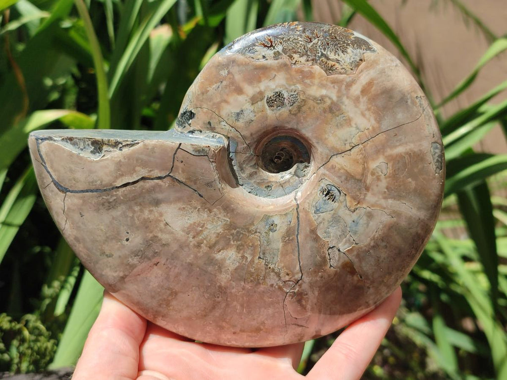 Polished Large Cleoniceras Ammonite Fossil x 1 From Tulear, Madagascar
