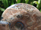 Polished Large Cleoniceras Ammonite Fossil x 1 From Tulear, Madagascar