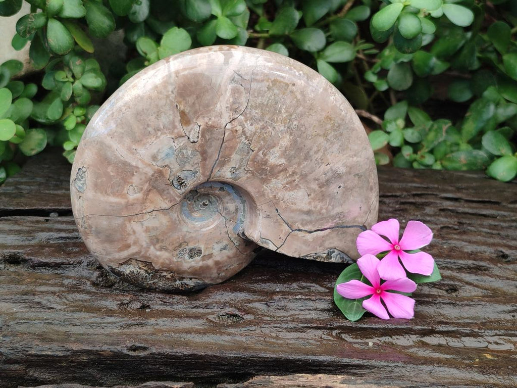Polished Large Cleoniceras Ammonite Fossil x 1 From Tulear, Madagascar