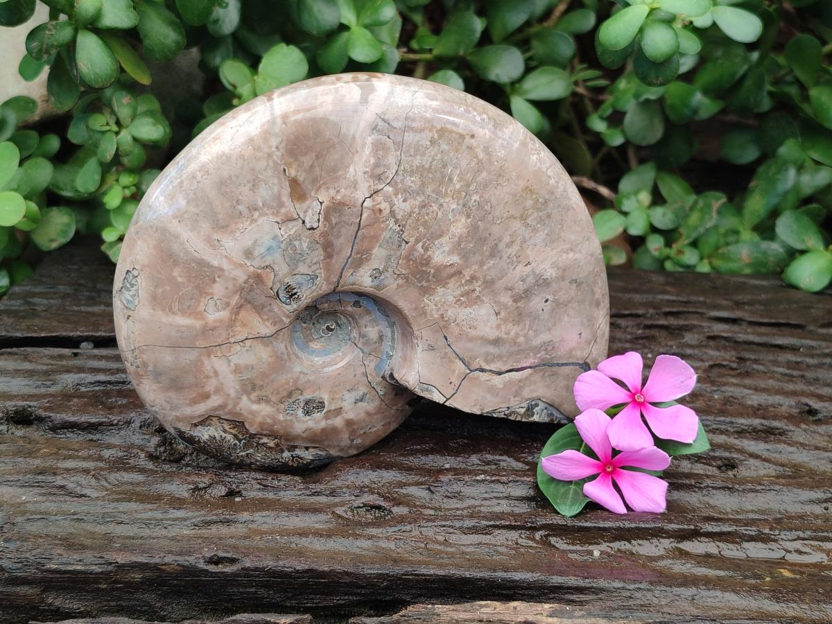Polished Large Cleoniceras Ammonite Fossil x 1 From Tulear, Madagascar
