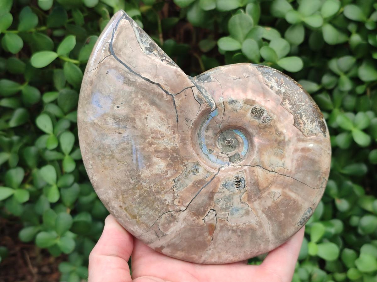 Polished Large Cleoniceras Ammonite Fossil x 1 From Tulear, Madagascar