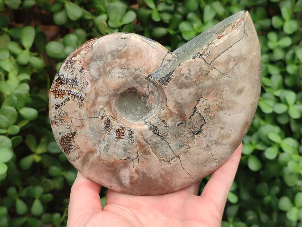 Polished Large Cleoniceras Ammonite Fossil x 1 From Tulear, Madagascar