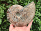 Polished Large Cleoniceras Ammonite Fossil x 1 From Tulear, Madagascar