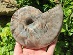 Polished Large Cleoniceras Ammonite Fossil x 1 From Tulear, Madagascar