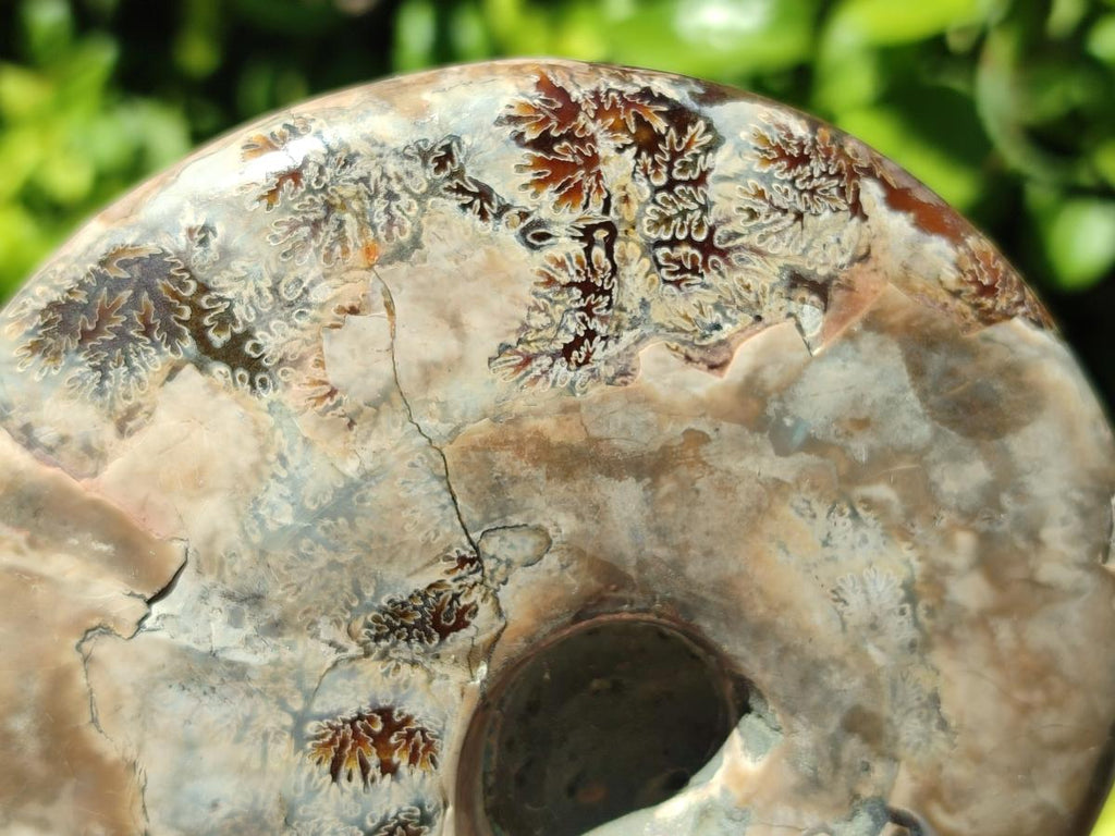 Polished Large Cleoniceras Ammonite Fossil x 1 From Tulear, Madagascar