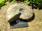 Polished Large Cleoniceras Ammonite Fossil x 1 From Tulear, Madagascar