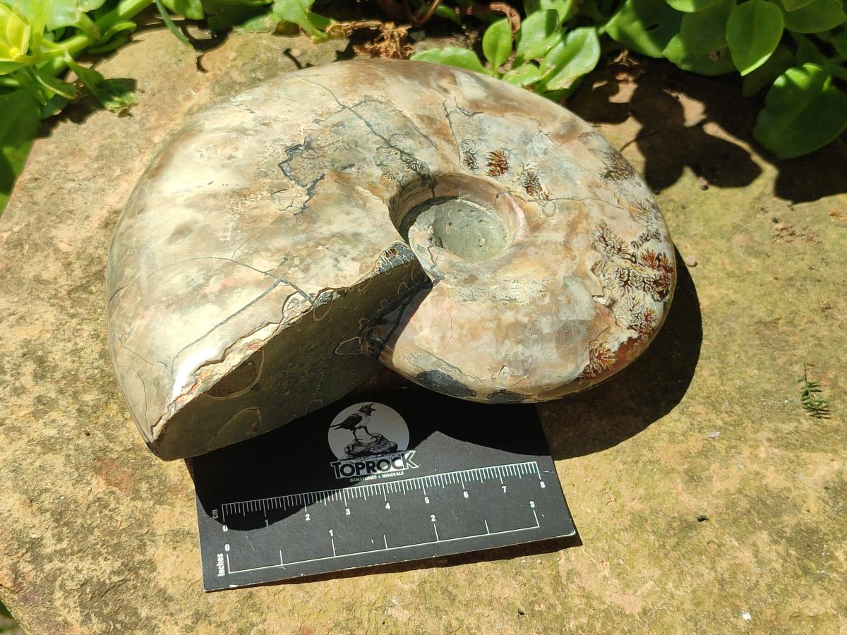Polished Large Cleoniceras Ammonite Fossil x 1 From Tulear, Madagascar