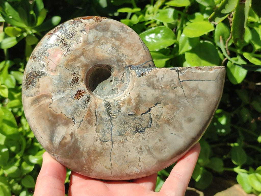 Polished Large Cleoniceras Ammonite Fossil x 1 From Tulear, Madagascar