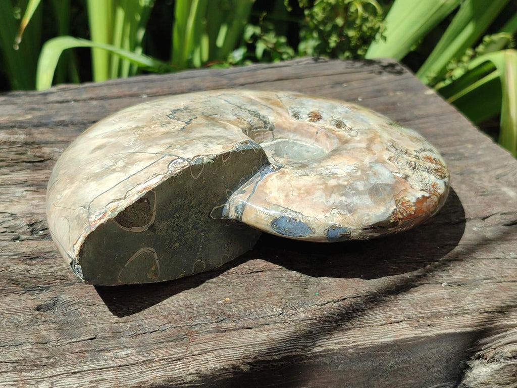Polished Large Cleoniceras Ammonite Fossil x 1 From Tulear, Madagascar