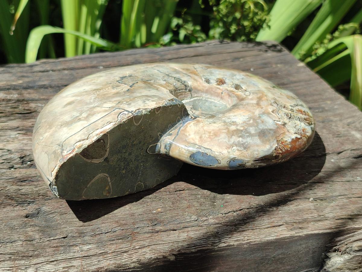 Polished Large Cleoniceras Ammonite Fossil x 1 From Tulear, Madagascar
