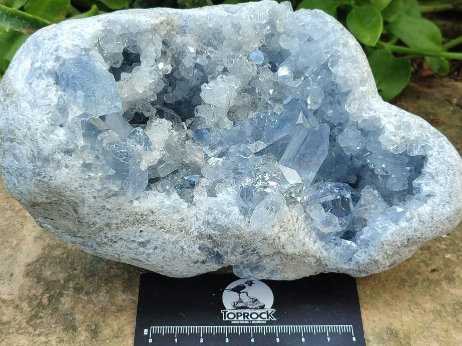 Natural Large Blue Celestite Geode Specimen x 1 From Sakoany, Madagascar