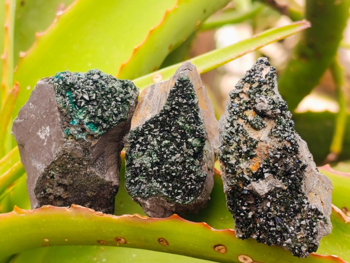 Natural Libethenite Crystals on Dolomite Matrix Specimens x 12 From Shituru, Congo
