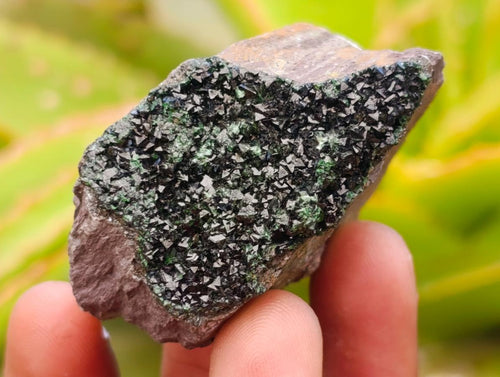 Natural Libethenite Crystals on Dolomite Matrix Specimens x 12 From Shituru, Congo