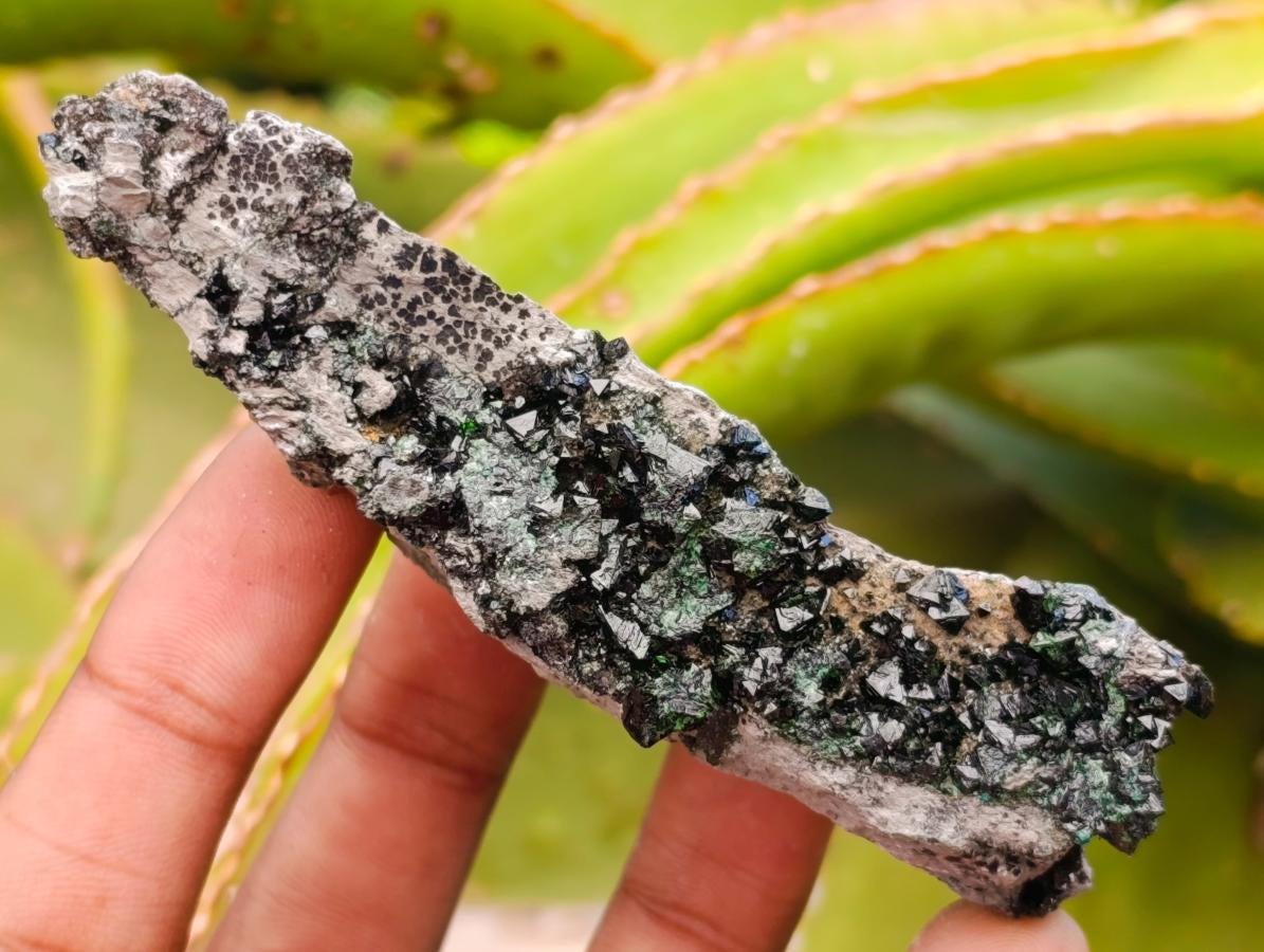 Natural Libethenite Crystals on Dolomite Matrix Specimens x 12 From Shituru, Congo