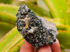 Natural Libethenite Crystals on Dolomite Matrix Specimens x 12 From Shituru, Congo