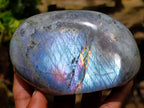 Polished Rare Purple Sunset Flash Labradorite Standing Free Forms x 3 From Madagascar