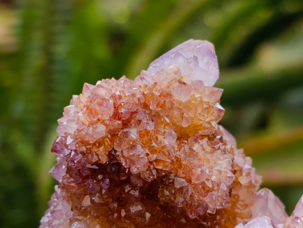 Natural Amethyst and Ametrine Spirit Clusters x 6 From Boekenhouthoek, South Africa