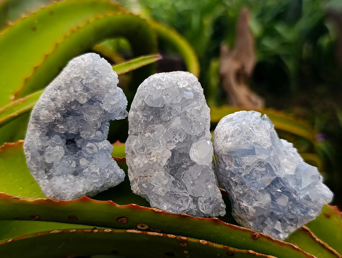 Natural Blue Celestite Cluster Specimens x 24 From Sakoany, Madagascar