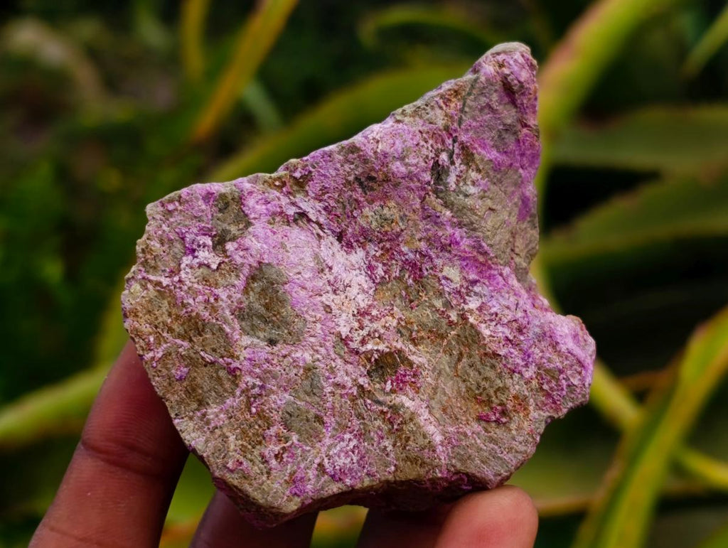 Natural Stichtite Cobbed Specimens x 12 From Barberton, South Africa