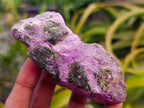 Natural Stichtite Cobbed Specimens x 12 From Barberton, South Africa