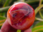 Polished Carnelian Agate Gemstone Galets x 25 From Madagascar