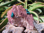 Natural Dioptase on Dolomite Specimens x 6 From Likasi, Congo