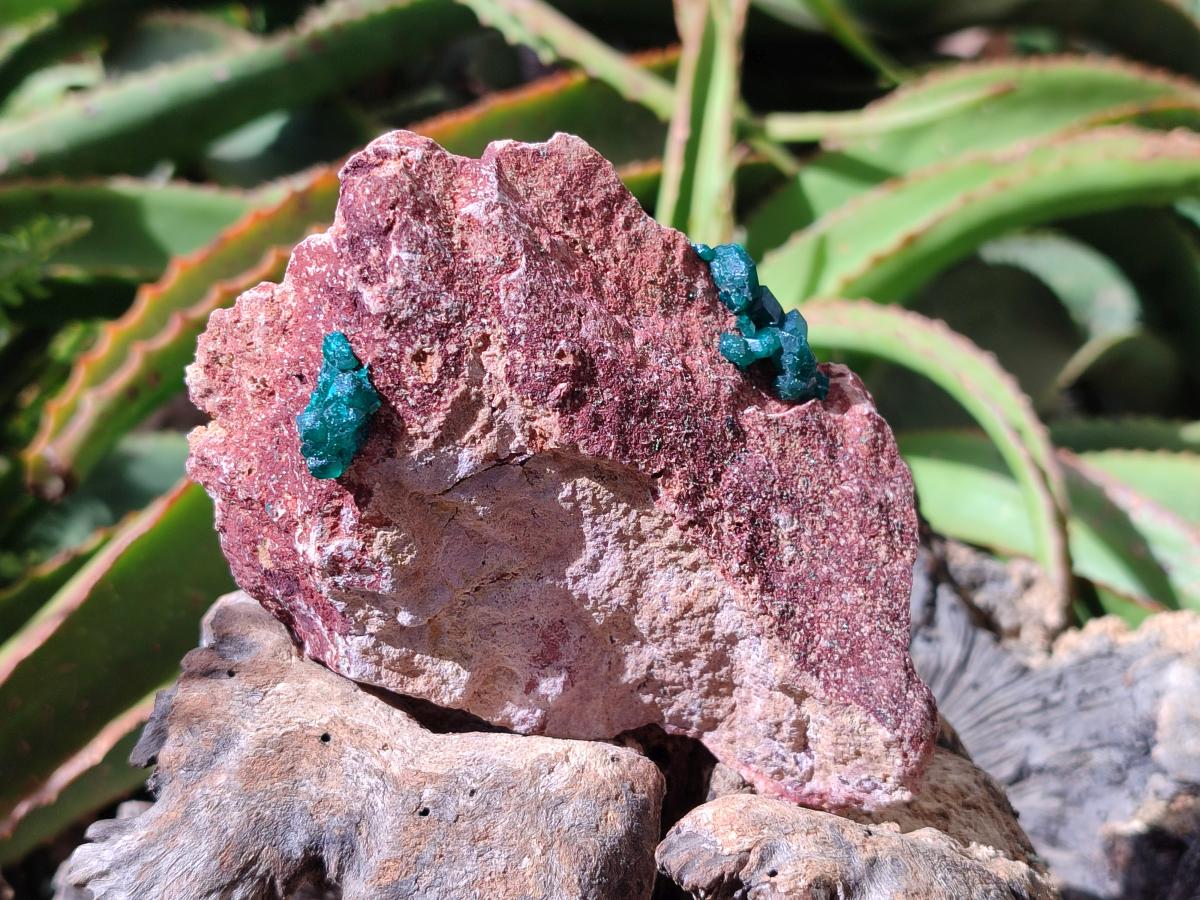 Natural Dioptase on Dolomite Specimens x 6 From Likasi, Congo