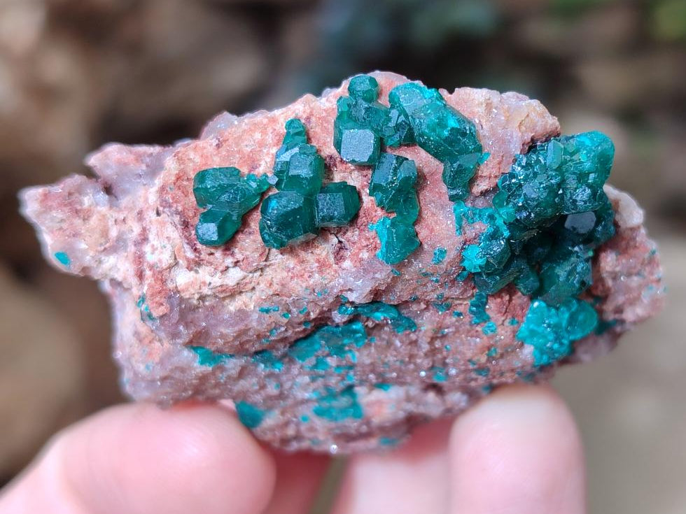 Natural Dioptase on Dolomite Specimens x 6 From Likasi, Congo