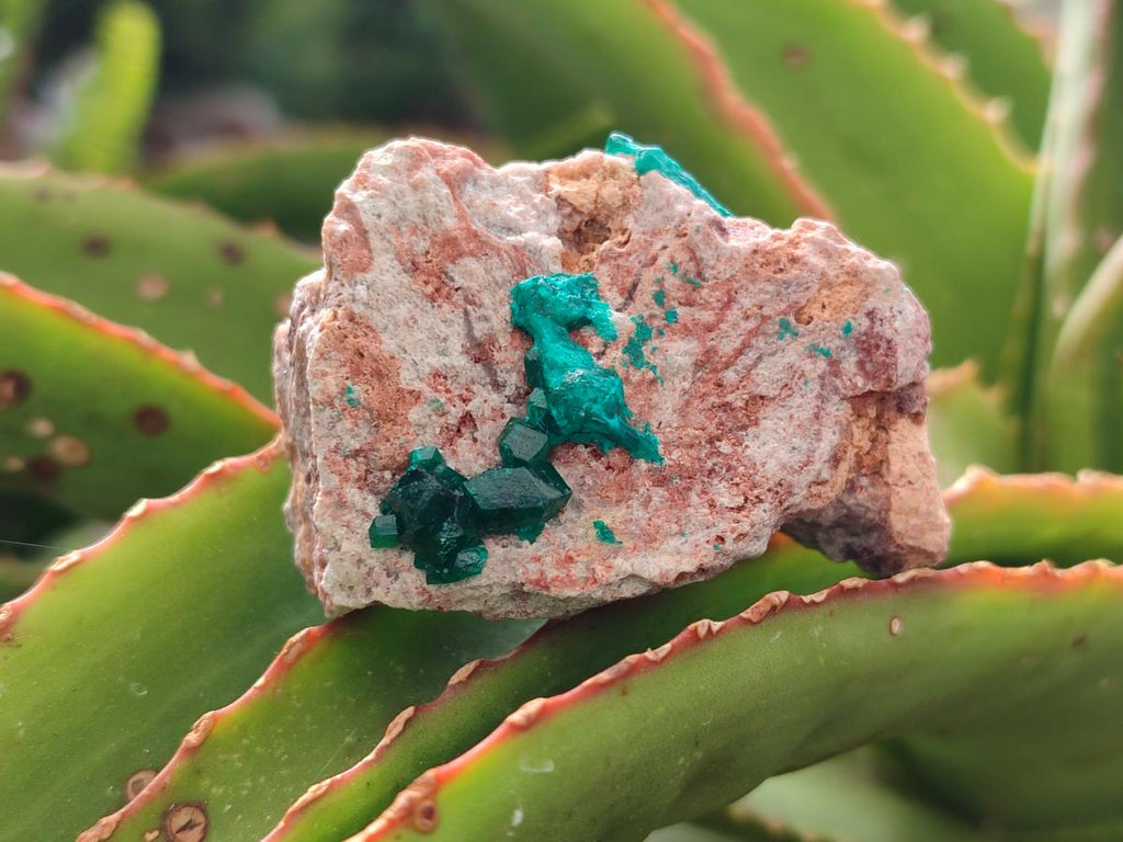 Natural Dioptase on Dolomite Specimens x 6 From Likasi, Congo