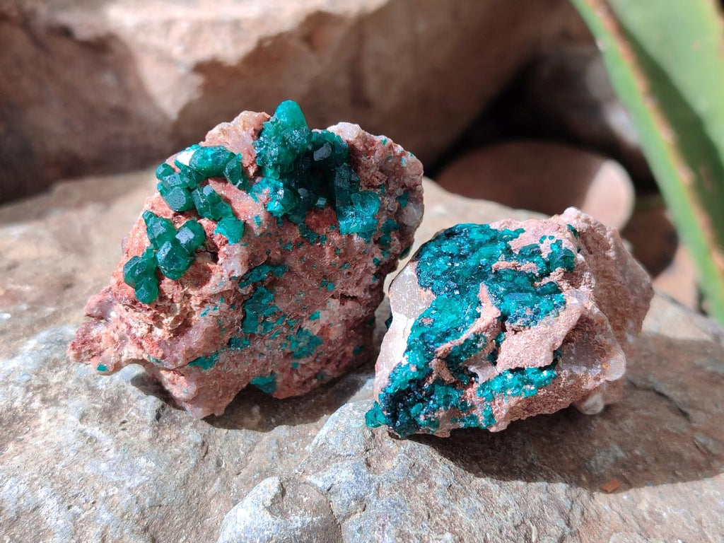 Natural Dioptase on Dolomite Specimens x 6 From Likasi, Congo