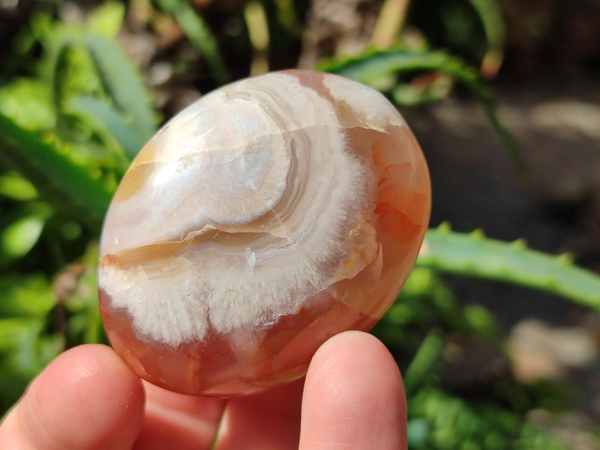 Polished Flower Agate Palm Stones x 16 From Antsahalova, Madagascar