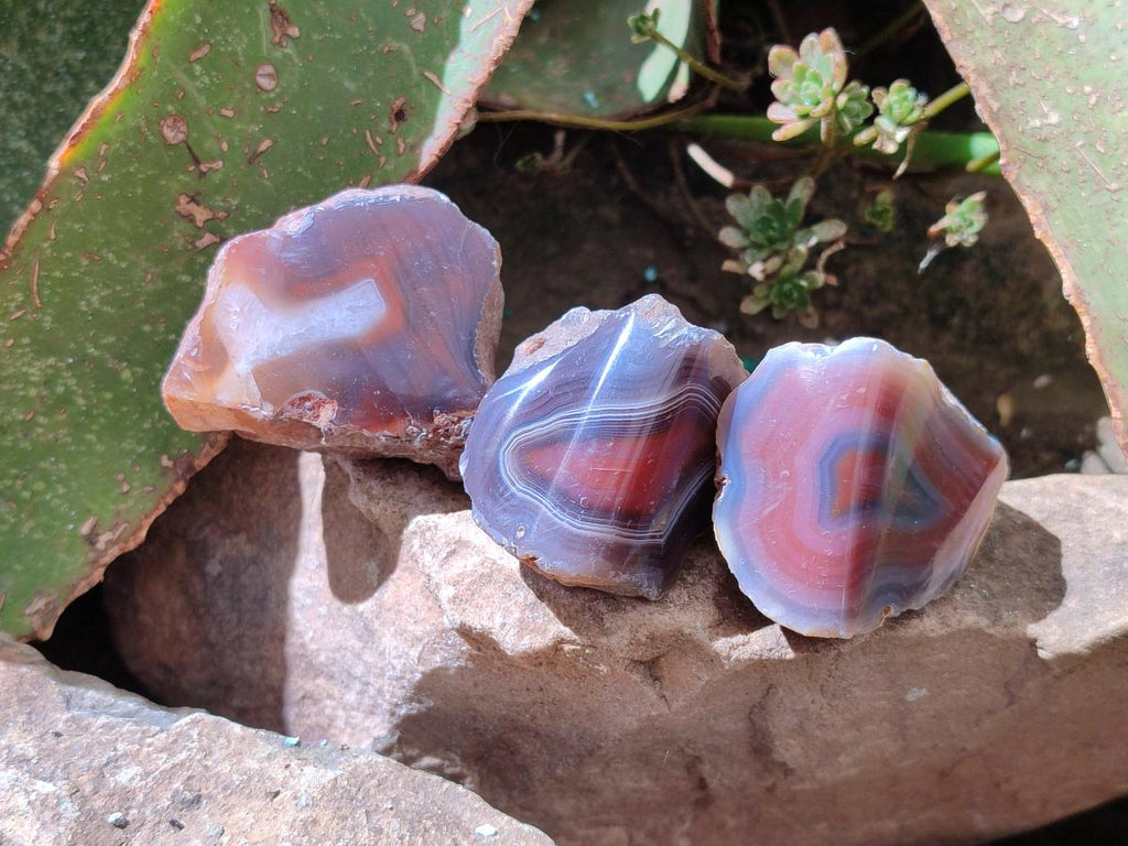 Polished One Side Red Shashe River Agate Nodules x 35 From Shashe River, Zimbabwe