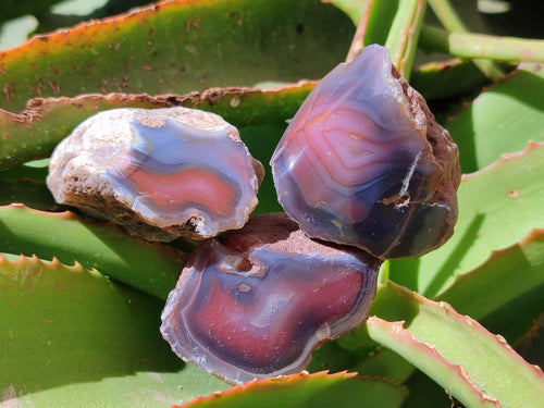 Polished One Side Red Shashe River Agate Nodules x 35 From Shashe River, Zimbabwe