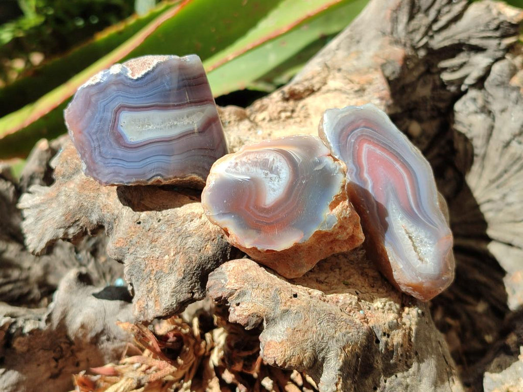 Polished One Side Red Shashe River Agate Nodules x 35 From Shashe River, Zimbabwe
