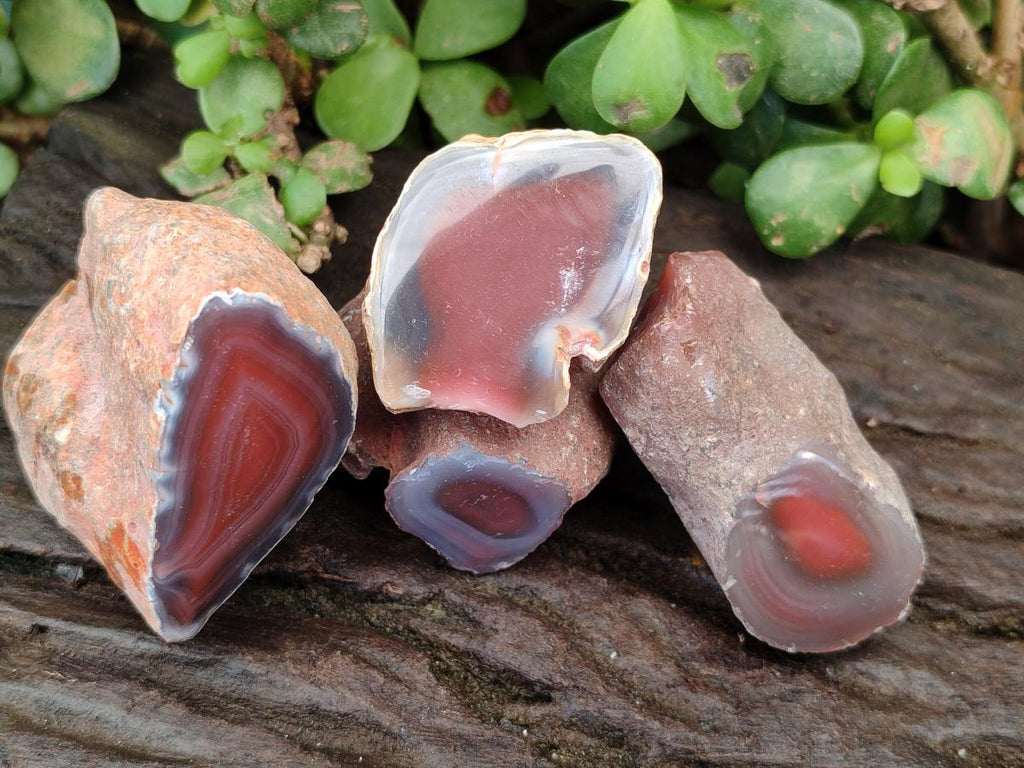 Polished One Side Red Shashe River Agate Nodules x 35 From Shashe River, Zimbabwe