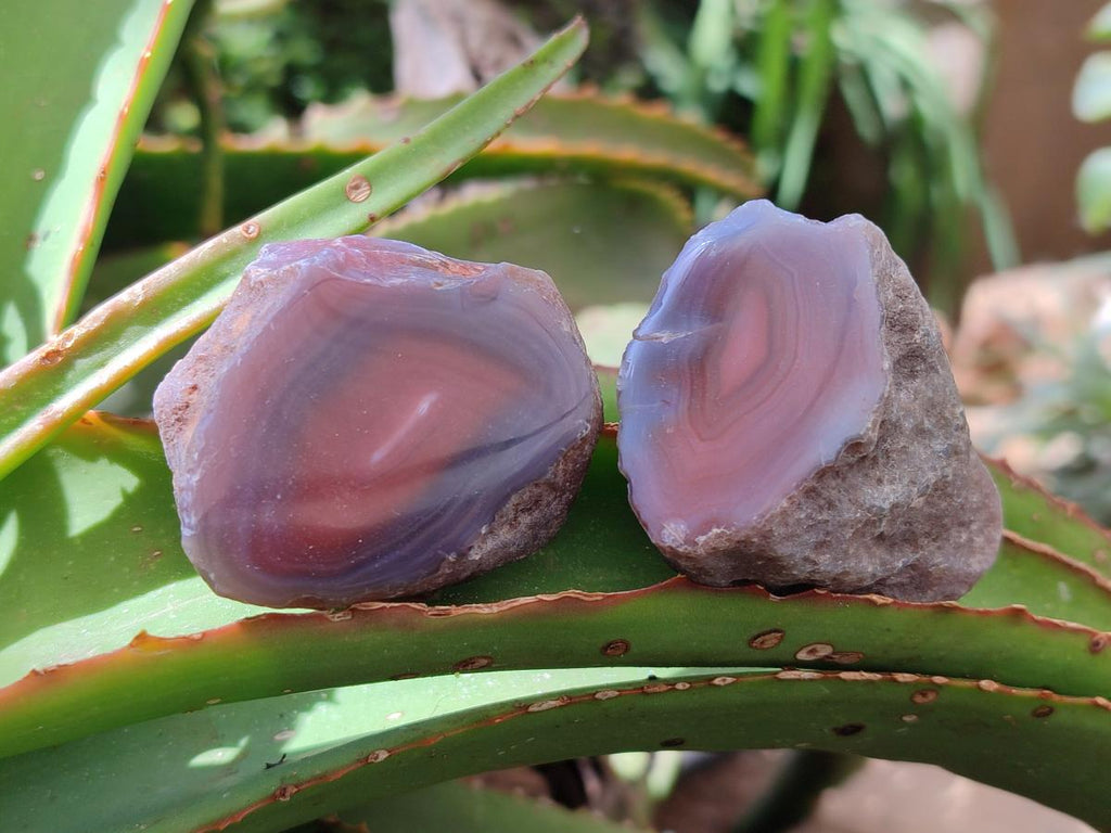 Polished One Side Red Shashe River Agate Nodules x 35 From Shashe River, Zimbabwe