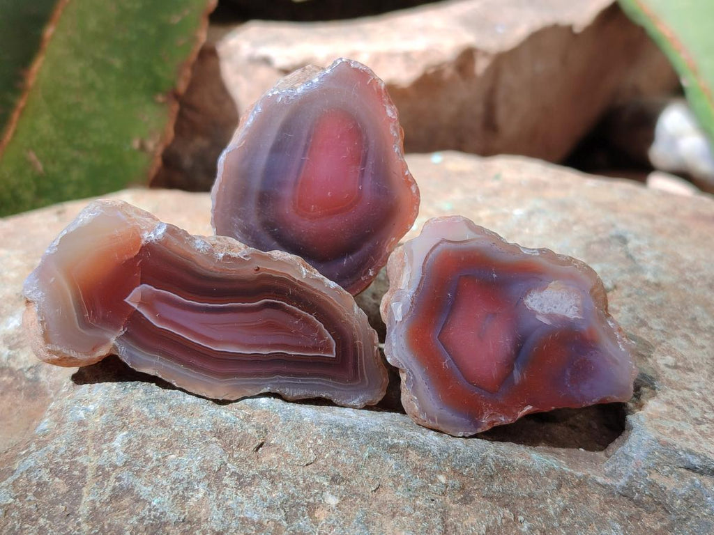 Polished One Side Red Shashe River Agate Nodules x 35 From Shashe River, Zimbabwe