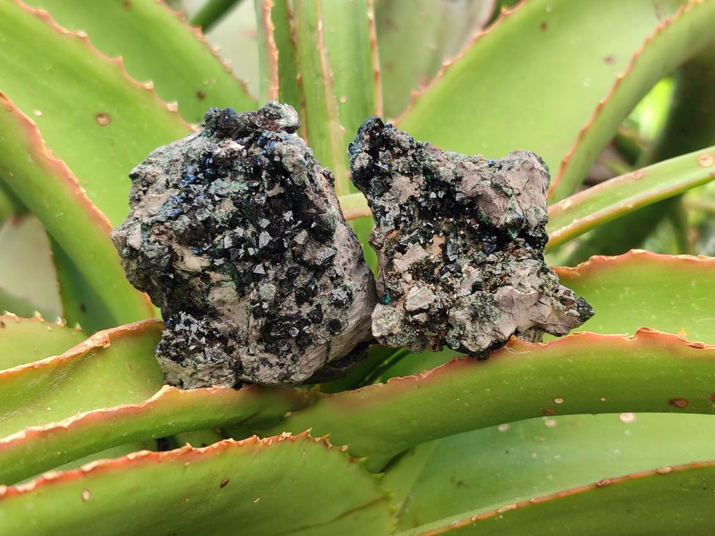 Natural Libethenite Crystals on Dolomite Matrix Specimens x 12 From Shituru, Congo