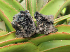 Natural Libethenite Crystals on Dolomite Matrix Specimens x 12 From Shituru, Congo