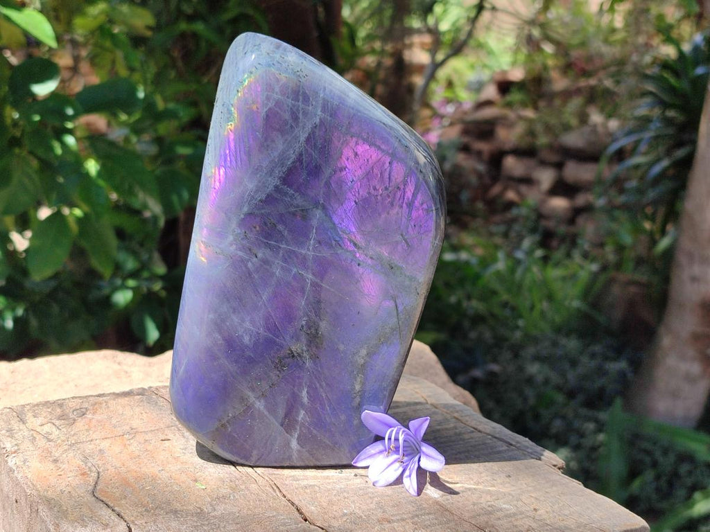 Polished Large Rare Purple Sunset Flash Labradorite Standing Free Form x 1 From Madagascar