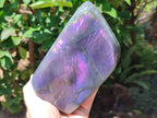 Polished Large Rare Purple Sunset Flash Labradorite Standing Free Form x 1 From Madagascar