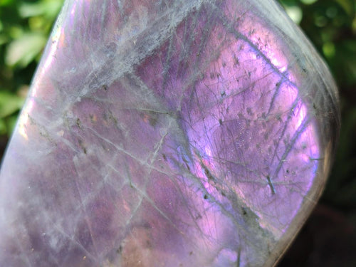 Polished Large Rare Purple Sunset Flash Labradorite Standing Free Form x 1 From Madagascar