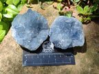 Natural Small Blue Celestite Cluster Specimens x 22 From Sakoany, Madagascar