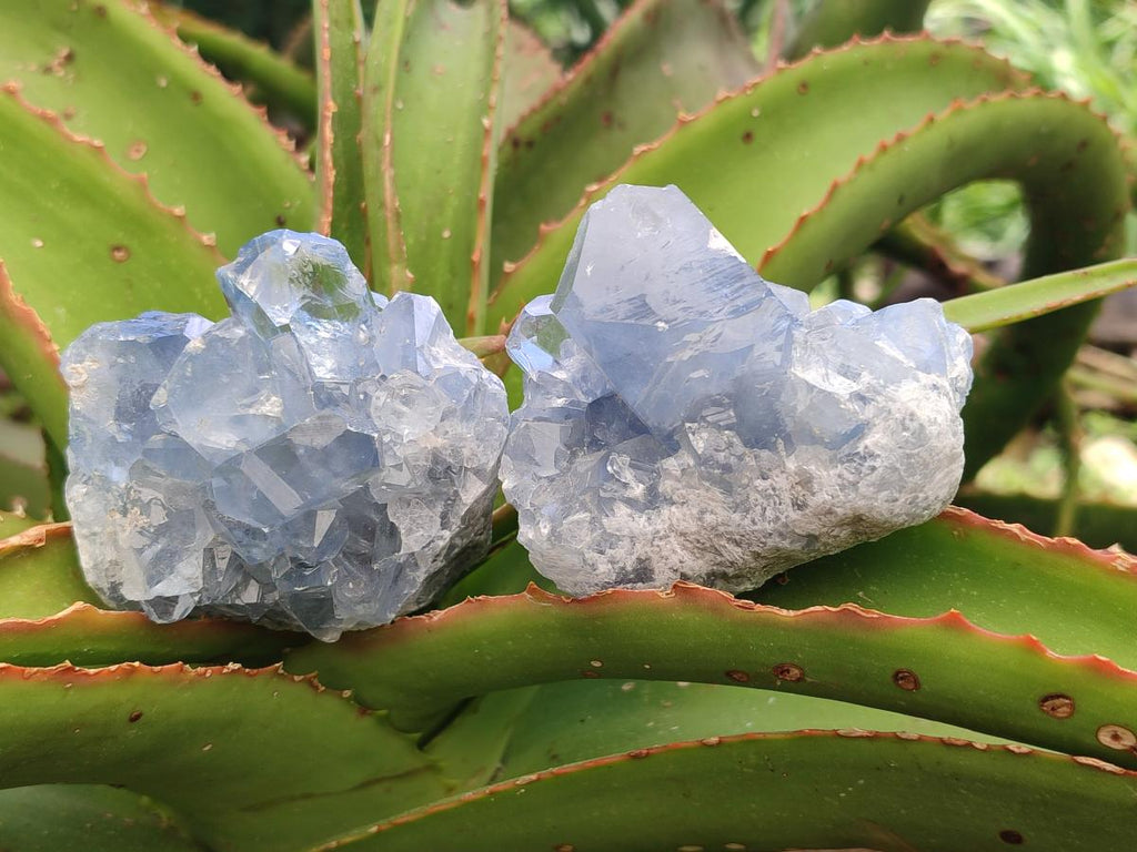 Natural Small Blue Celestite Cluster Specimens x 22 From Sakoany, Madagascar