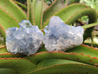 Natural Small Blue Celestite Cluster Specimens x 22 From Sakoany, Madagascar