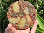Hand Made Ammonite Conglomerate Coffee Table Coasters x 6 From Mahajanga, Madagascar